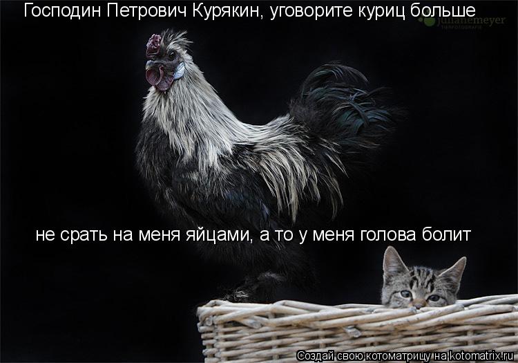 Котоматрица: Господин Петрович Курякин, уговорите куриц больше не срать на меня яйцами, а то у меня голова болит