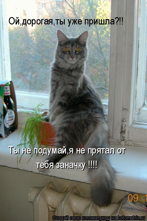 Котоматрица: Ой,дорогая,ты уже пришла?!! Ты не подумай,я не прятал от тебя заначку!!! Ты не подумай,я не прятал от  тебя заначку !!!!