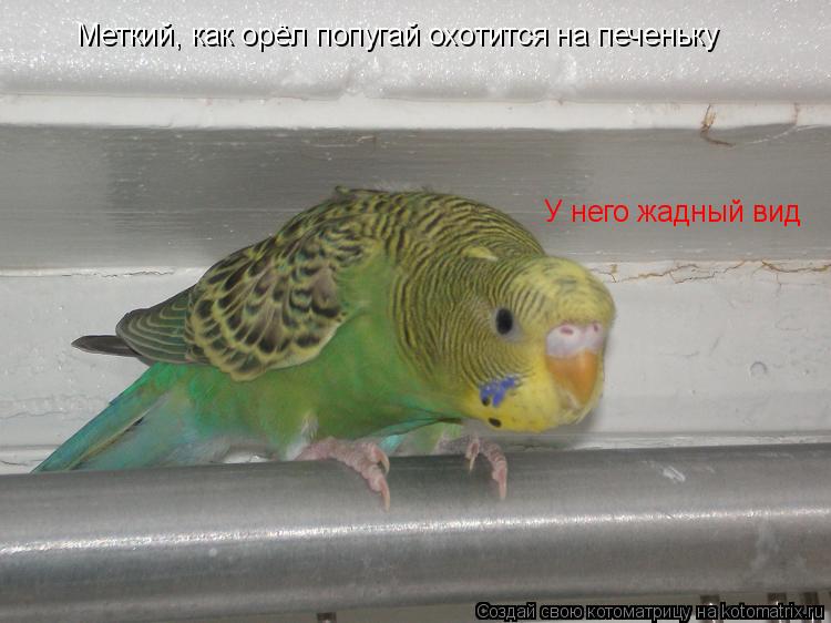 Котоматрица: Меткий, как орёл попугай охотится на печеньку У него жадный вид