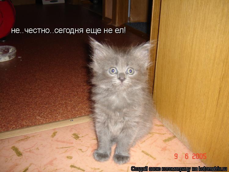 Котоматрица: не..честно..сегодня еще не ел!
