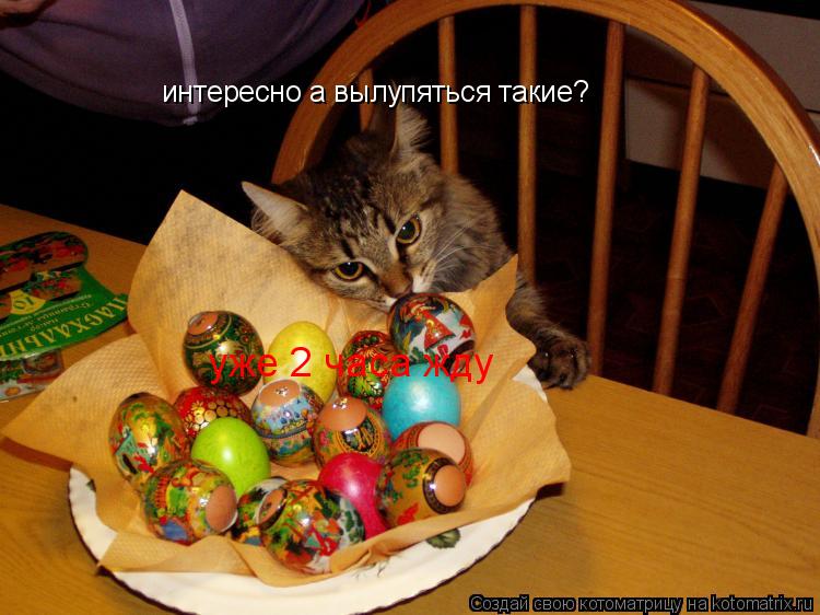Котоматрица: интересно а вылупяться такие? уже 2 часа жду