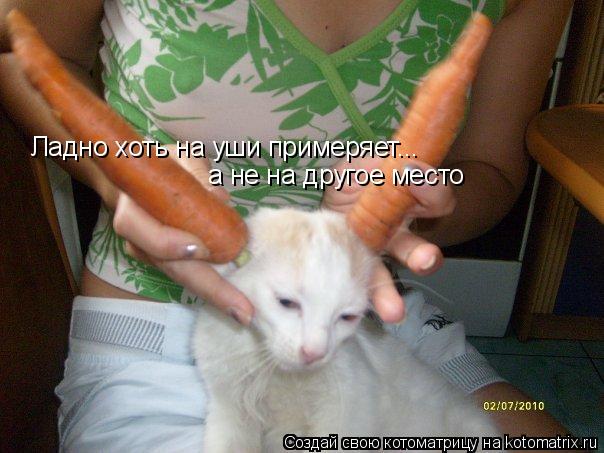 Котоматрица: Ладно хоть на уши примеряет...  а не на другое место