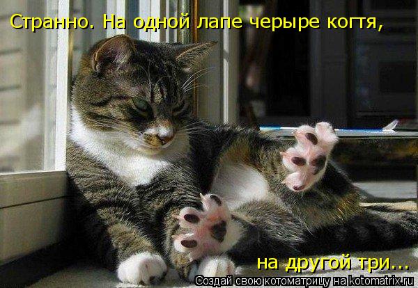 Котоматрица: Странно. На одной лапе черыре когтя,  на другой три...