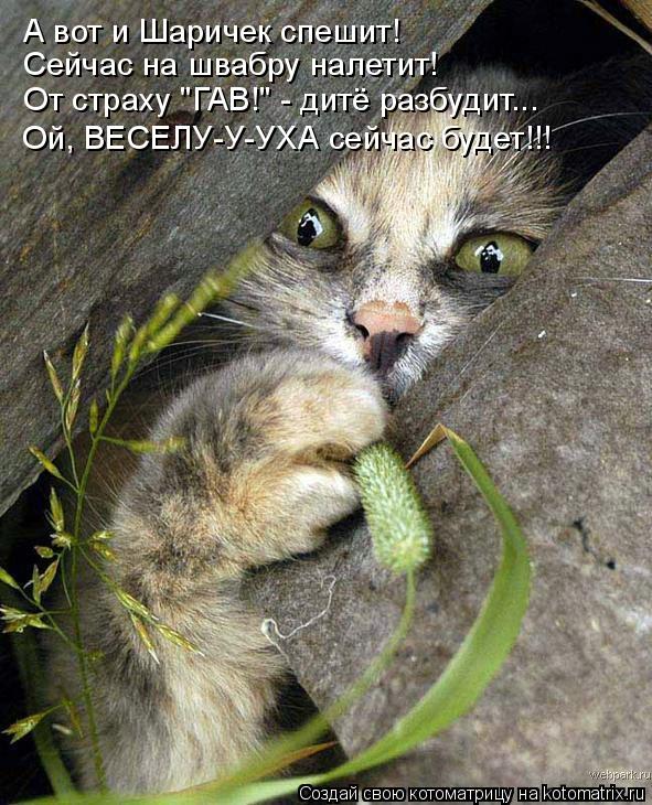 А вот и Шаричек спешит! Сейчас на швабру налетит! От страху "ГАВ!" - дитё разбудит... Ой, ВЕСЕЛУ-У-УХ... Котоматрица: А вот и Шаричек спешит! Сейчас на швабру налетит! От страху "ГАВ!" - дитё разбудит... Ой, ВЕСЕЛУ-У-УХА сейчас будет!!!