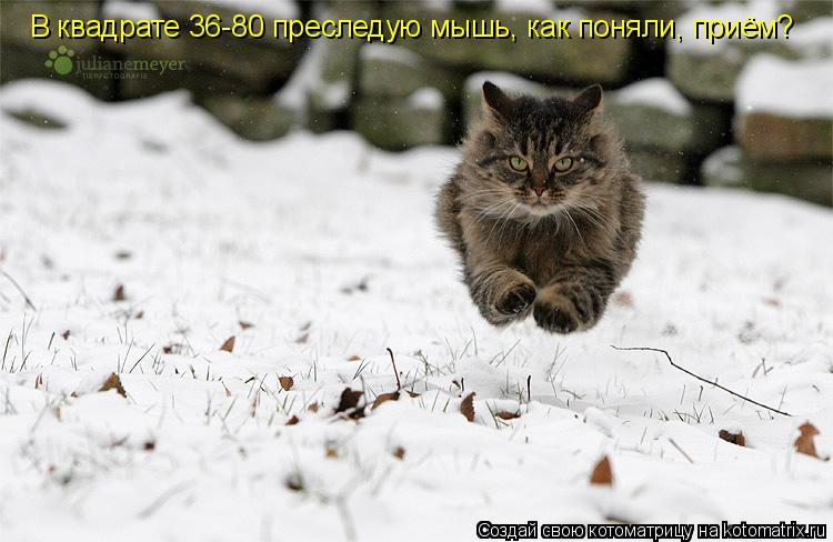В квадрате 36-80 преследую мышь, как поняли, приём?... Котоматрица: В квадрате 36-80 преследую мышь, как поняли, приём?