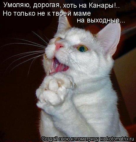 Котоматрица: Умоляю, дорогая, хоть на Канары!.. Но только не к твоей маме на выходные...