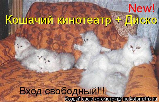Котоматрица: New! Кошачий кинотеатр + Диско Вход свободный!!!