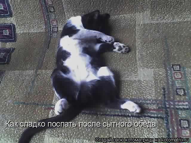 Котоматрица: Как сладко поспать после сытного обеда