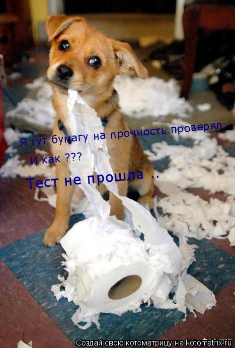 Котоматрица: Я тут бумагу на прочность проверял... И как ??? И как ??? Тест не прошла .. Тест не прошла ..