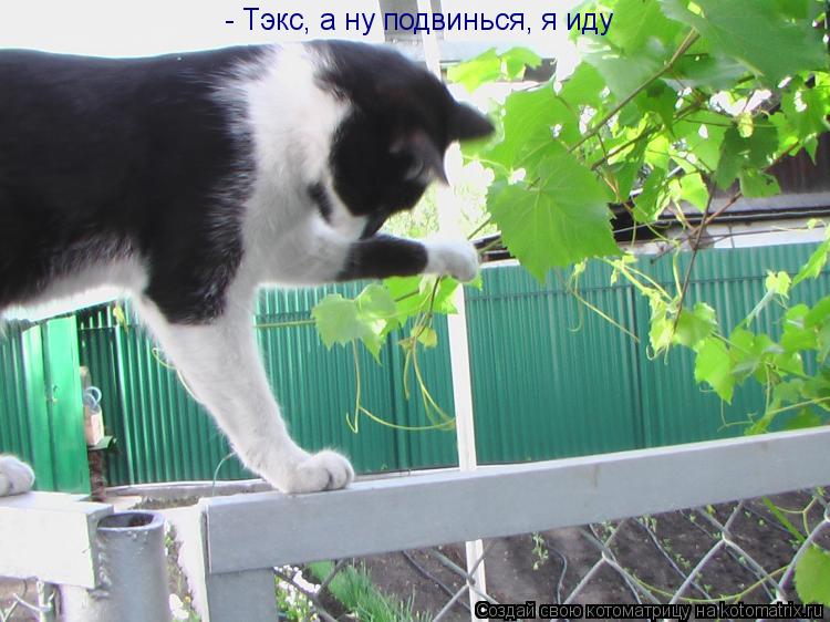 Котоматрица: - Тэкс, а ну подвинься, я иду