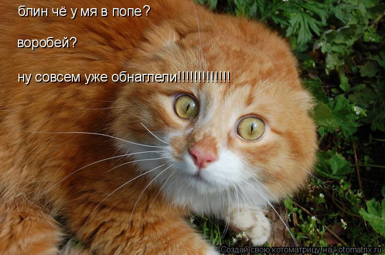 Котоматрица: блин чё у мя в попе ? воробей? ну совсем уже обнаглели!!!!!!!!!!!!!