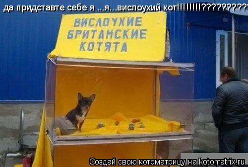 Котоматрица: да придставте себе я ...я...вислоухий кот!!!!!!!!?????????????