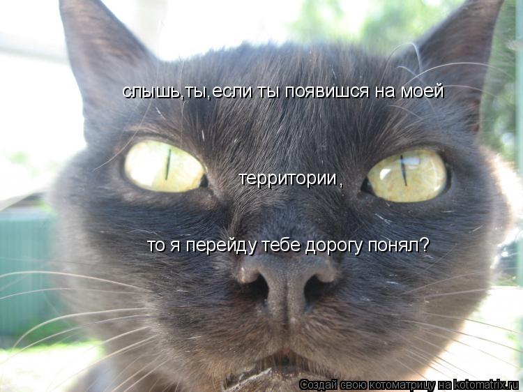 Котоматрица: слышь,ты,если ты появишся на моей  то я перейду тебе дорогу понял? территории ,