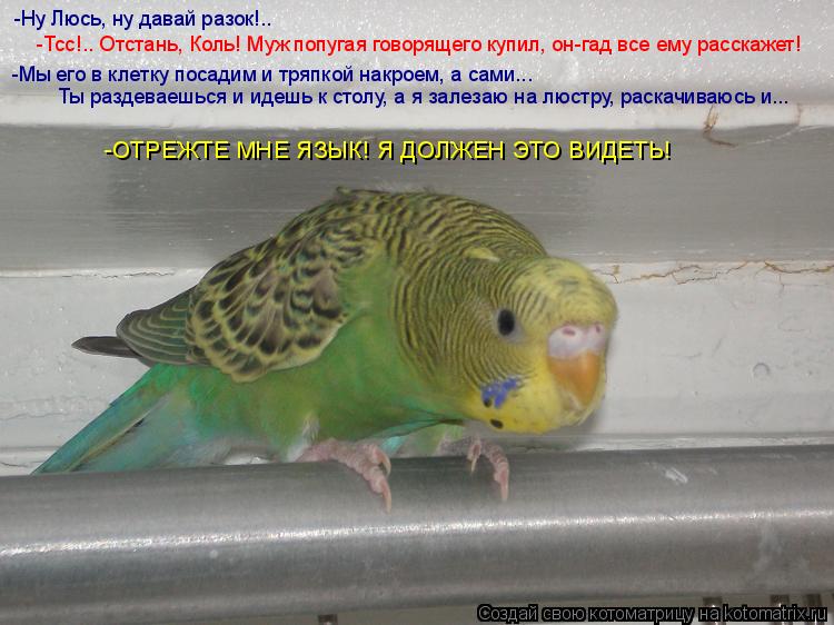 Котоматрица: -ОТРЕЖТЕ МНЕ ЯЗЫК! Я ДОЛЖЕН ЭТО ВИДЕТЬ! Ты раздеваешься и идешь к столу, а я залезаю на люстру, раскачиваюсь и... -Ну Люсь, ну давай разок!.. -Тсс!.