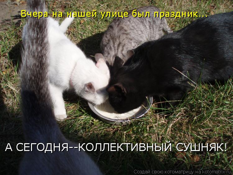 Котоматрица: Вчера на нашей улице был праздник... А СЕГОДНЯ--КОЛЛЕКТИВНЫЙ СУШНЯК!