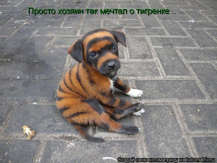 Котоматрица: Просто хозяин так мечтал о тигренке...