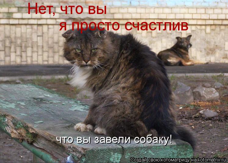 Котоматрица: Нет, что вы я просто счастлив что вы завели собаку!