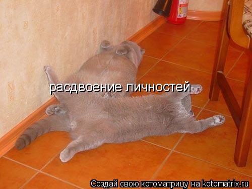 Котоматрица: расдвоение личностей