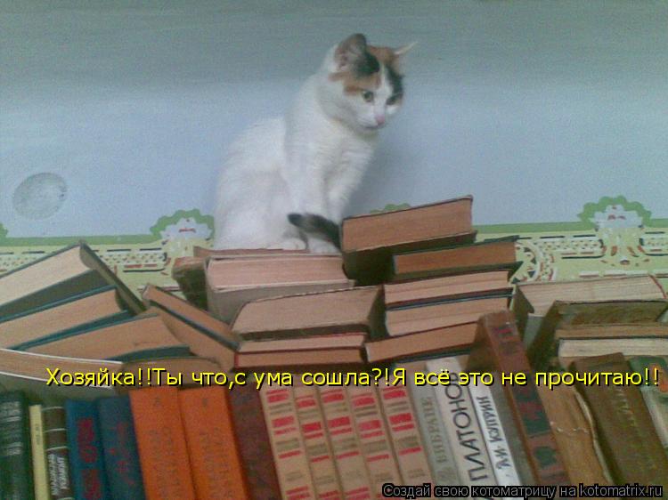 Котоматрица: Хозяйка!!Ты что,с ума сошла?!Я всё это не прочитаю!!