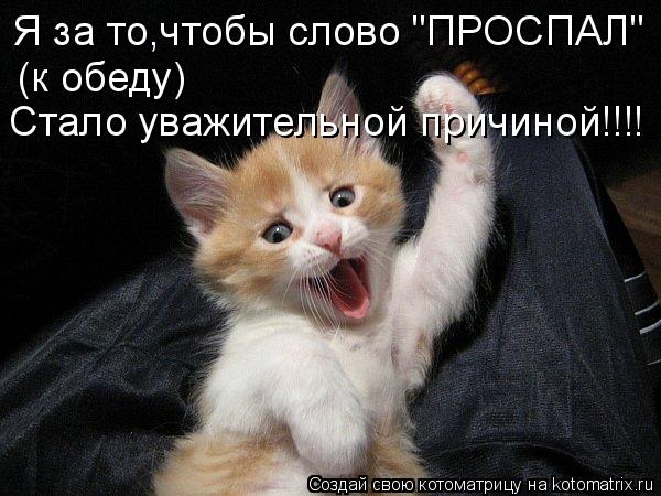Котоматрица: Я за то,чтобы слово "ПРОСПАЛ"  (к обеду) Стало уважительной причиной!!!!