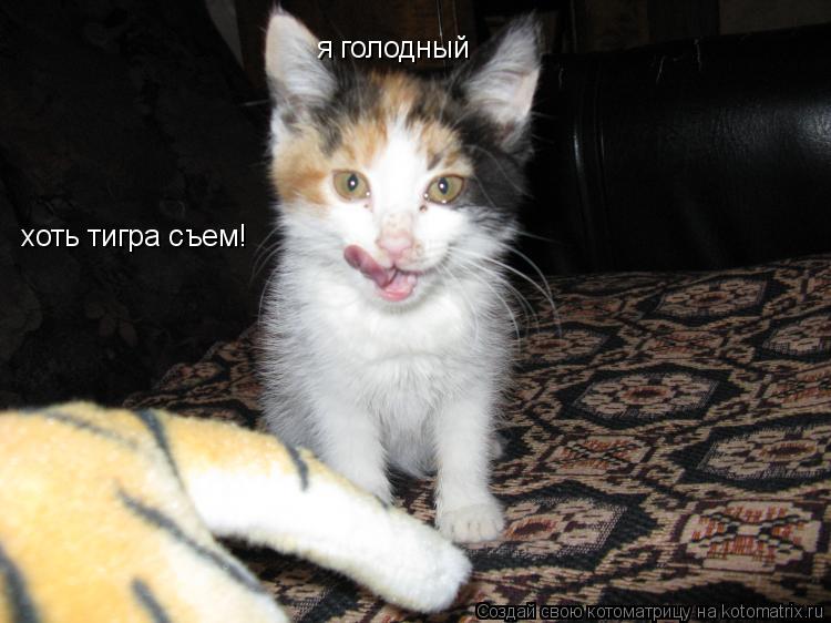 Котоматрица: я голодный хоть тигра съем!