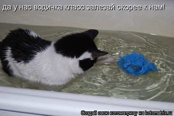 Котоматрица: да у нас водичка класс залезай скорее к нам!