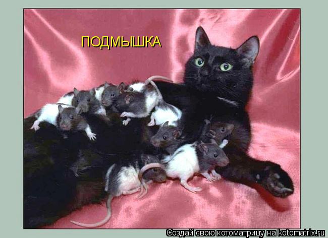 Котоматрица: ПОДМЫШКА