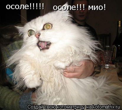 Котоматрица: осоле!!!!! осоле!!!!! осоле!!! мио!