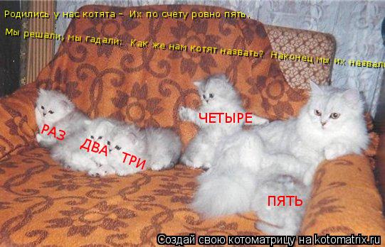 Котоматрица: РАЗ    ДВА   ТРИ ЧЕТЫРЕ ПЯТЬ Родились у нас котята -  Их по счету ровно пять. Мы решали, мы гадали:  Как же нам котят назвать?  Наконец мы их назва