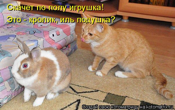 Котоматрица: Скачет по полу игрушка! Это - кролик, иль подушка?