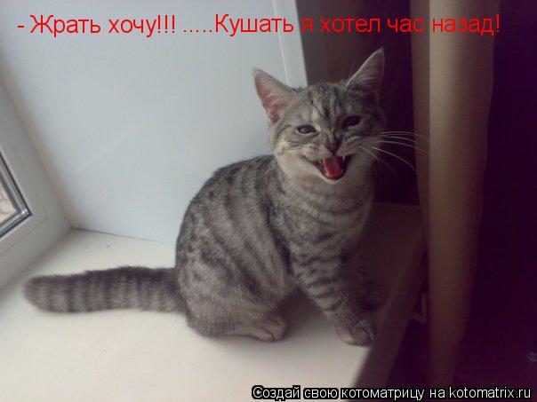 Котоматрица: - Жрать хочу!!!  .....Кушать я хотел час назад!