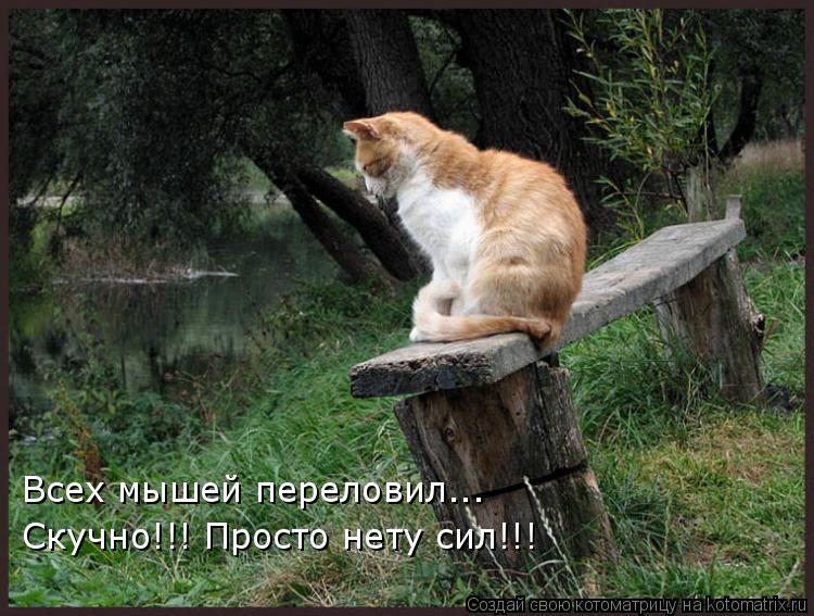 Котоматрица: Всех мышей переловил... Скучно!!! Просто нету сил!!!