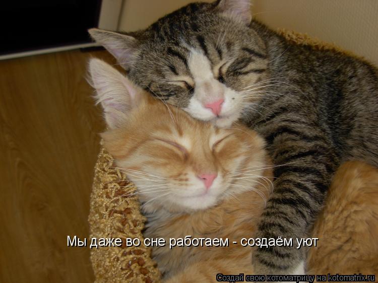 Котоматрица: Мы даже во сне работаем - создаём уют