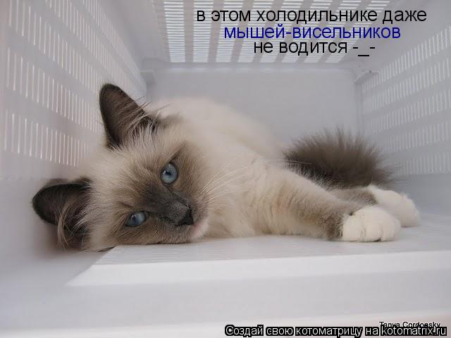 Котоматрица: в этом холодильнике даже мышей-висельников не водится -_-