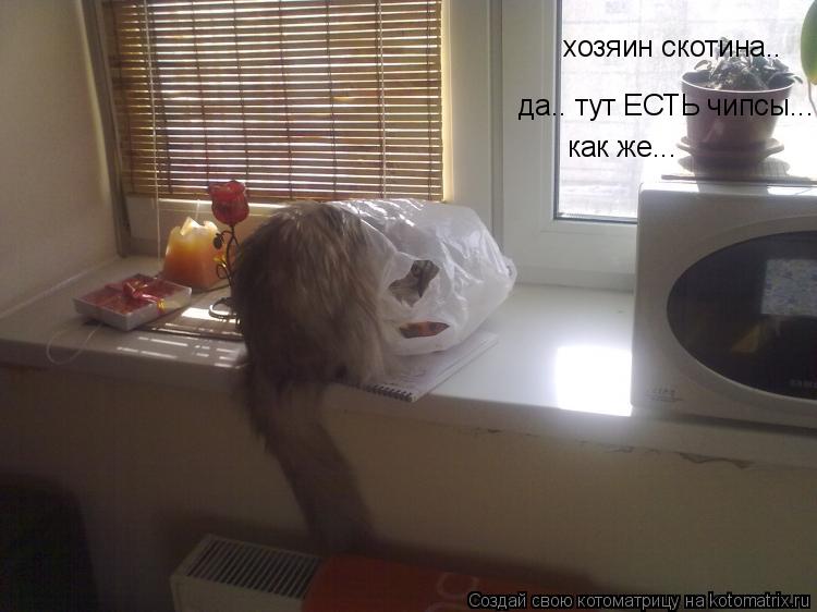 Котоматрица: хозяин скотина.. да.. тут ЕСТЬ чипсы... как же...