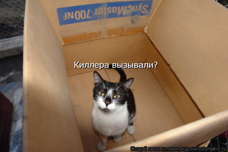 Котоматрица: Киллера вызывали?