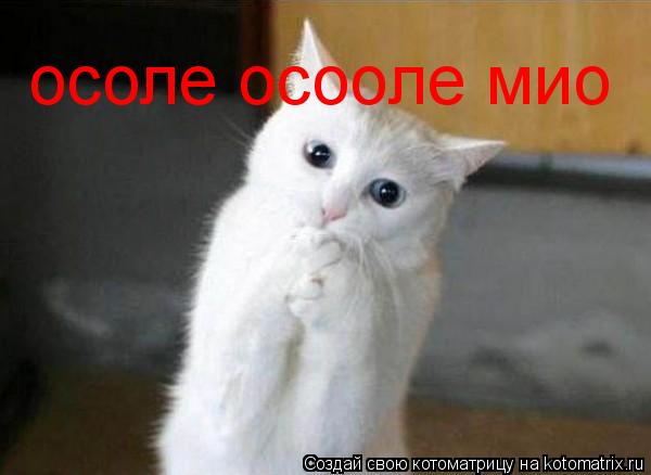 Котоматрица: осоле осооле мио