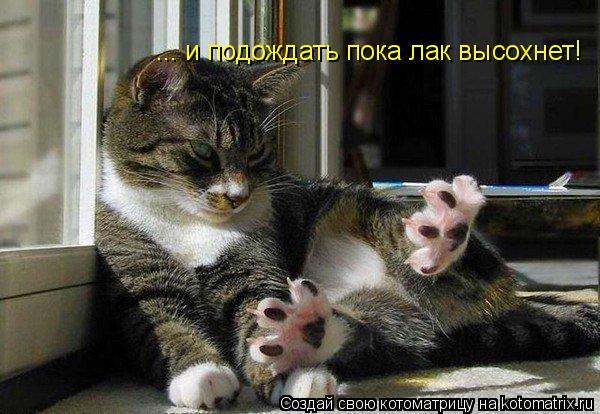 Котоматрица: ... и подождать пока лак высохнет!