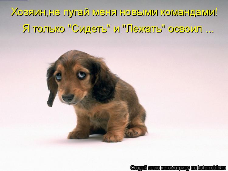 Хозяин,не пугай меня новыми командами! Я только "Сидеть" и "Лежать" освоил ...... Котоматрица: Хозяин,не пугай меня новыми командами! Я только "Сидеть" и "Лежать" освоил ...
