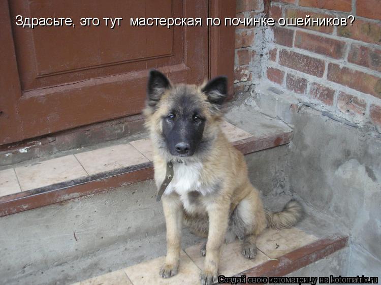 Котоматрица: Здрасьте, это тут  мастерская по починке ошейников?
