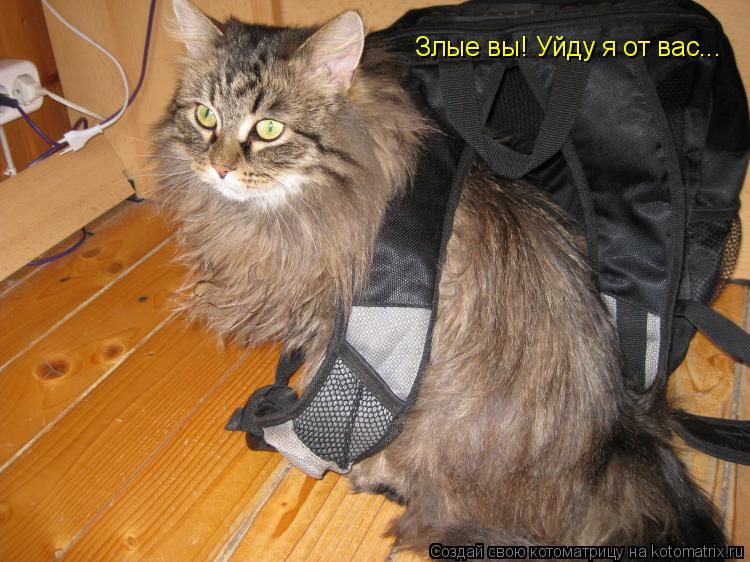 Злые вы! Уйду я от вас...... Котоматрица: Злые вы! Уйду я от вас...