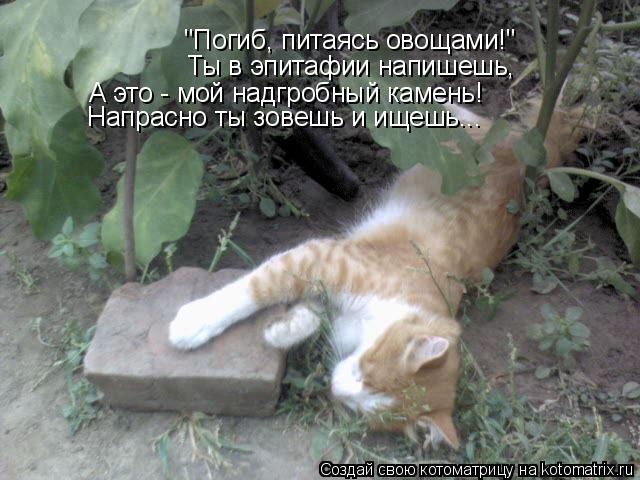 Котоматрица: "Погиб, питаясь овощами!" Ты в эпитафии напишешь, А это - мой надгробный камень! Напрасно ты зовешь и ищешь...