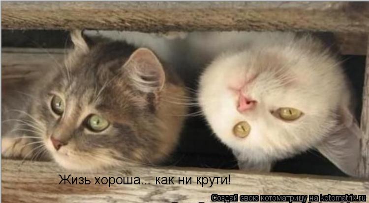 Котоматрица: Жизь хороша... как ни крути!