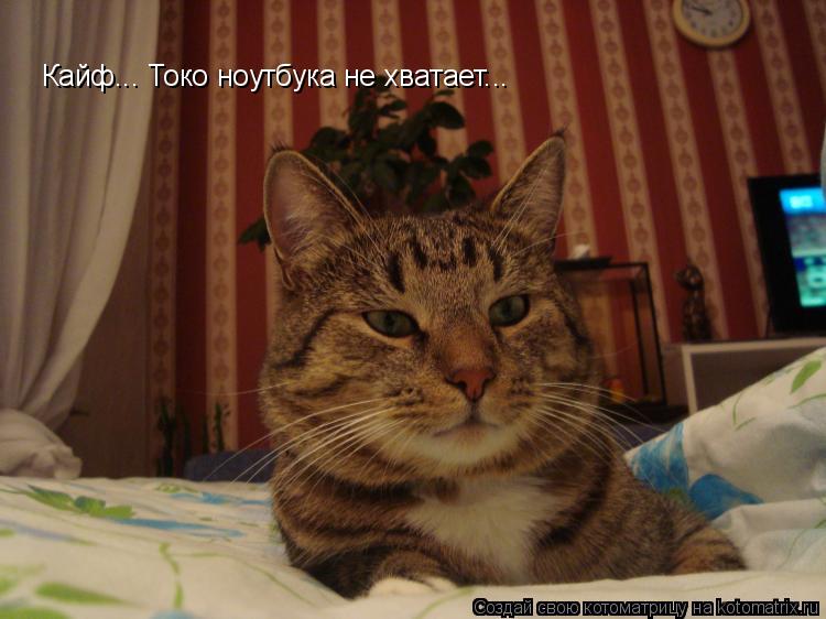 Котоматрица: Кайф... Токо ноутбука не хватает...