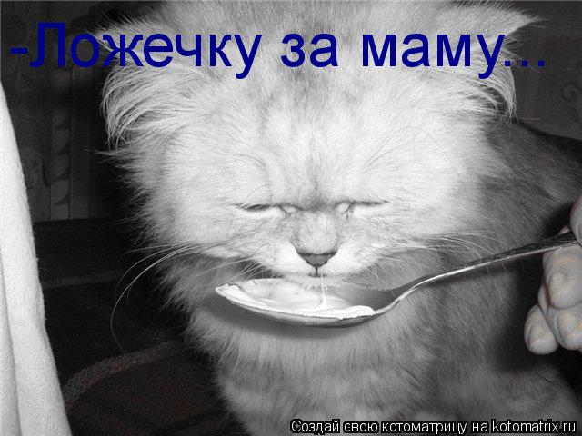 Котоматрица: -Ложечку за маму...