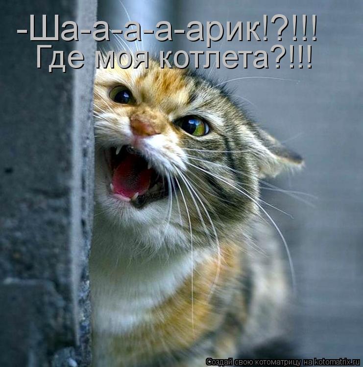 Котоматрица: -Ша-а-а-а-арик!?!!! Где моя котлета?!!!