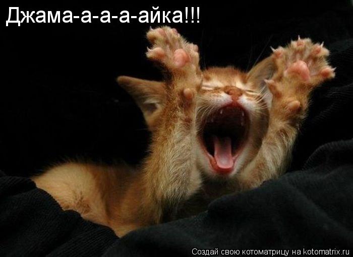 Котоматрица: Джама-а-а-а-айка!!!