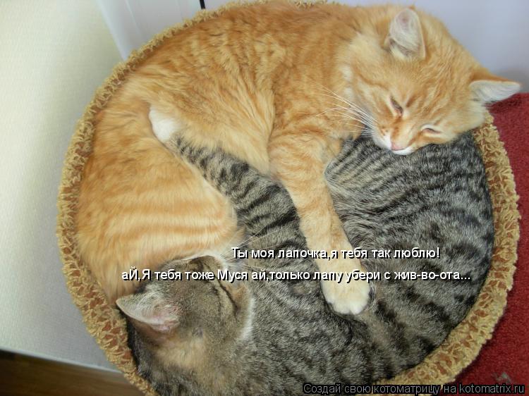 Котоматрица: Ты моя лапочка,я тебя так люблю! аЙ,Я тебя тоже Муся ай,только лапу убери с жив-во-ота...