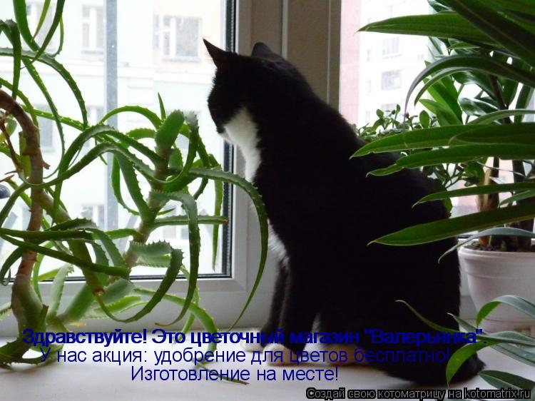Котоматрица: Здравствуйте! Это цветочный магазин "Валерьянка". Здравствуйте! Это цветочный магазин "Валерьянка". У нас акция: удобрение для цветов беспла