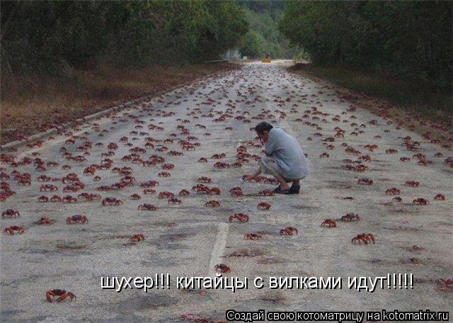 Котоматрица: шухер!!! китайцы с вилками идут!!!!!